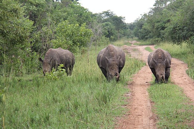 3 days Murchison Falls, Boat cruise and wildlife game viewing - Who should book this safari