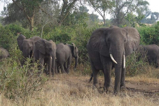 3 Days Murchison Falls Holiday Safari - Why this Uganda safari works in only three days