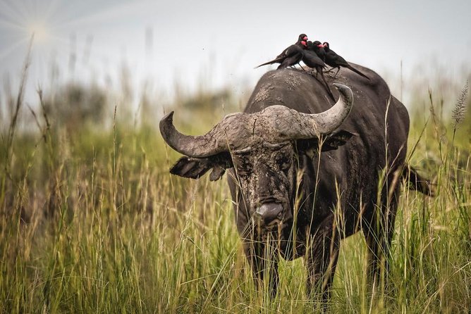 3 Days Murchison Falls Holiday Safari - Crossing into Murchison Falls National Park