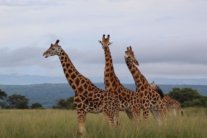 3 Days Murchison Falls Holiday Safari - Seeing Murchison Falls from the Nile