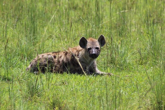 3 Days Murchison Falls Holiday Safari - Starting with rhinos at Ziwa Rhino Sanctuary