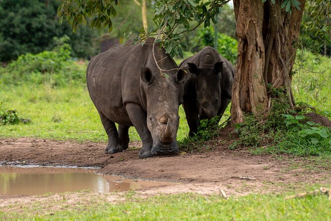 3 Days Murchison Falls National Park Safari & Rhino tracking - Why the rhino stop makes this safari special