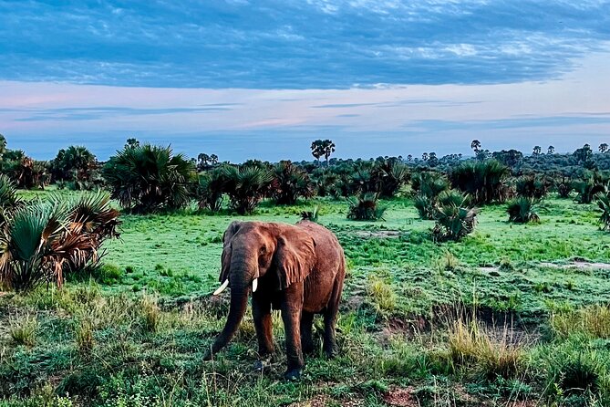 3 Days Murchison Falls National Park Safari & Rhino tracking - Returning to Kampala after three days