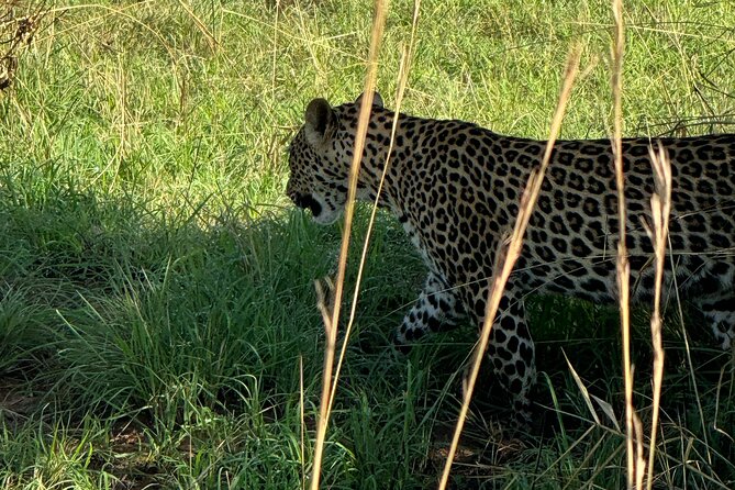 3 Days Murchison Falls National Park Safari & Rhino tracking - Searching for lions, elephants, giraffes, and buffaloes