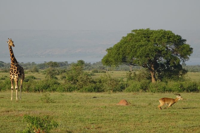 3 Days Murchison falls park Uganda - Key points to know before booking