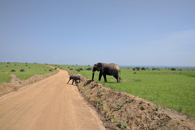 3 Days Murchison falls park Uganda - Why this three-day safari works