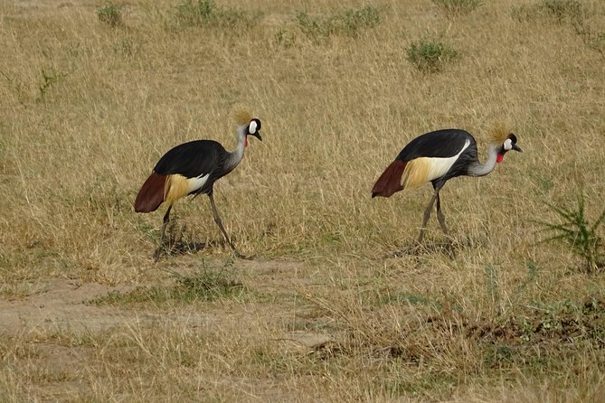 3 Days Murchison falls park Uganda - Accommodation, food, and safari comfort