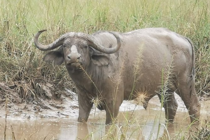 3 Days Murchison falls park Uganda - What the guide adds to the trip
