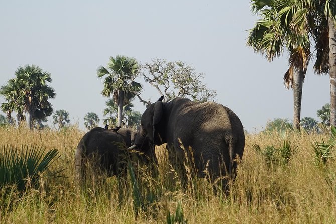 3 Days Murchison falls park Uganda - Who should book this safari