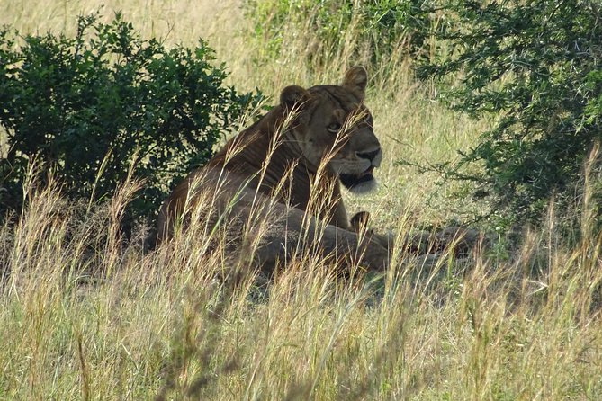 3 Days Murchison falls park Uganda - Game drives in Murchison Falls