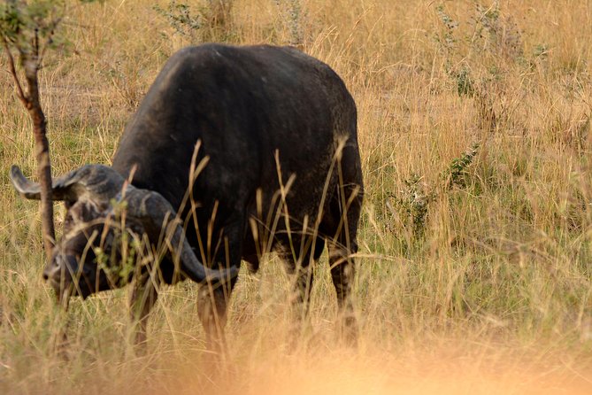 3 Days Murchison Falls Wildlife Safari - Key points at a glance