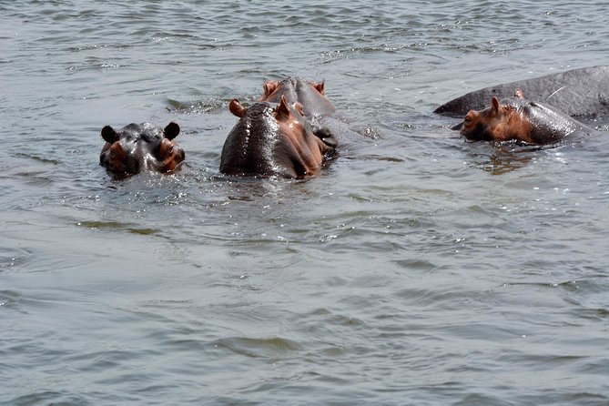 3 Days Murchison Falls Wildlife Safari - Meals, transport, and daily comfort