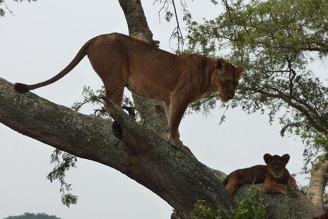 3 days Queen Elizabeth National Park Uganda Safari - Why this three-day Uganda safari works