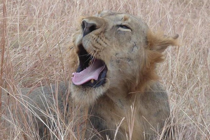 3 days Queen Elizabeth National Park Uganda Safari - Chimpanzees and the primate walk