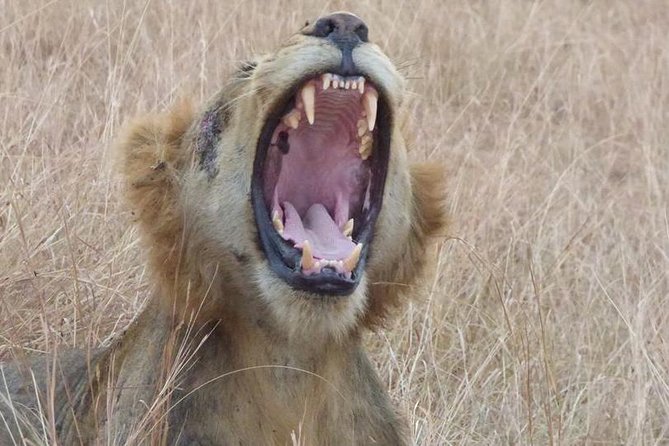 3 days Queen Elizabeth National Park Uganda Safari - Kazinga Channel, the safari’s strongest moment