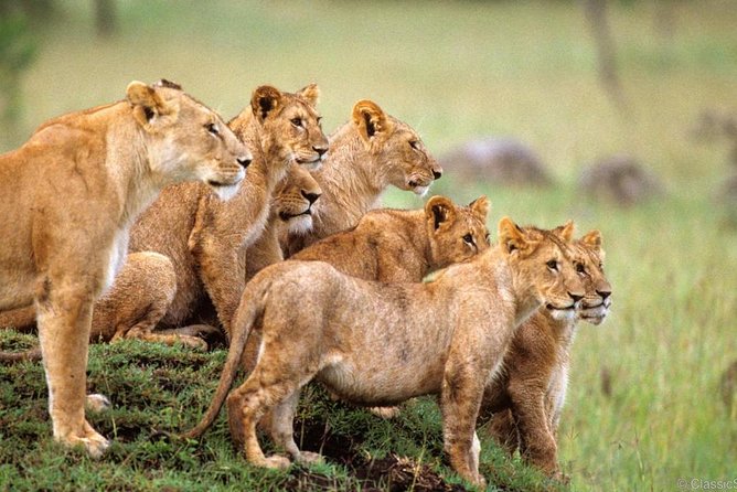 3-Days Safari to Murchison Falls National Park with Rhino Sanctuary hike - Key points at a glance
