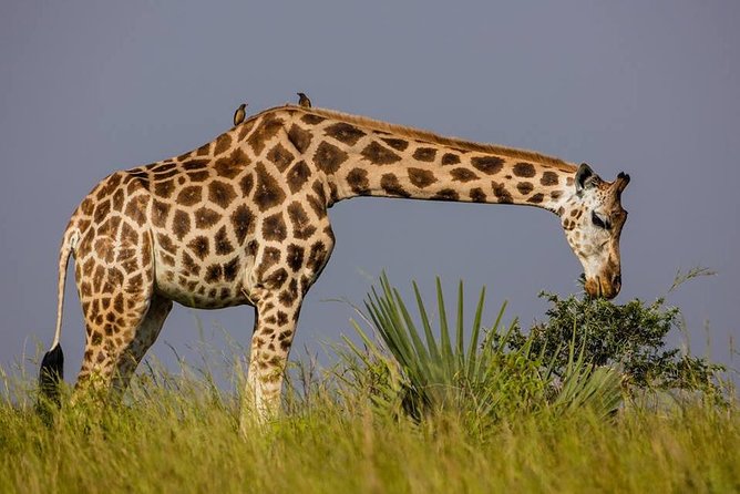 3-Days Safari to Murchison Falls National Park with Rhino Sanctuary hike - Why this three-day route works