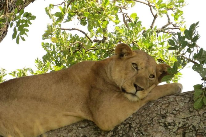 3-Days Safari to Murchison Falls National Park with Rhino Sanctuary hike - Accommodation, meals, and the real price