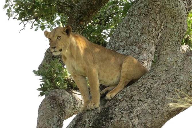 3-Days Safari to Murchison Falls National Park with Rhino Sanctuary hike - Should you book the Murchison Falls trip?