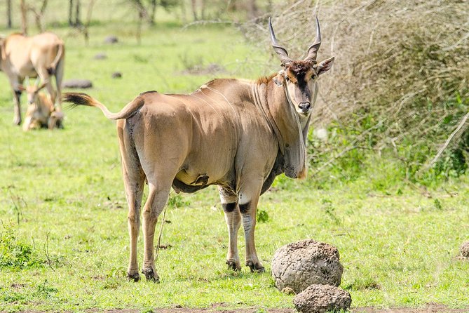 3-Days Safari to Murchison Falls National Park with Rhino Sanctuary hike - Day one: rhinos before the Nile