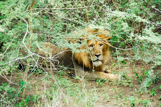 3 Days Trip To Murchison Falls - Why three days can work for Murchison Falls
