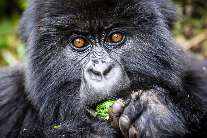 3 days Uganda Gorilla safari tour with relaxation on Lake Bunyonyi - Day 2 evening: Lake Bunyonyi after the forest