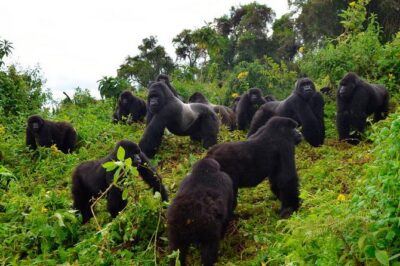 3 days Uganda Gorilla safari tour with relaxation on Lake Bunyonyi