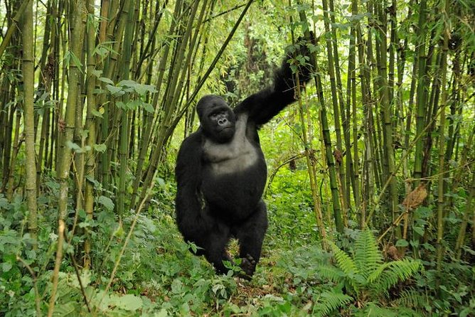 3 days Uganda Gorilla safari tour with relaxation on Lake Bunyonyi - Day 3: Lake Bunyonyi to Entebbe