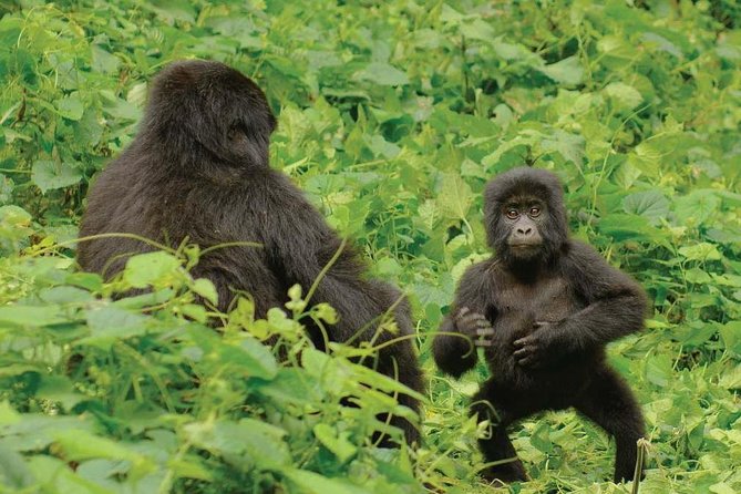 3 days Uganda Gorilla safari tour with relaxation on Lake Bunyonyi - What the $1,676.93 price covers