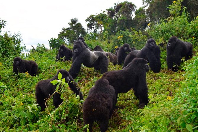 3 days Uganda Gorilla safari tour with relaxation on Lake Bunyonyi - Day 2: The Bwindi gorilla trek