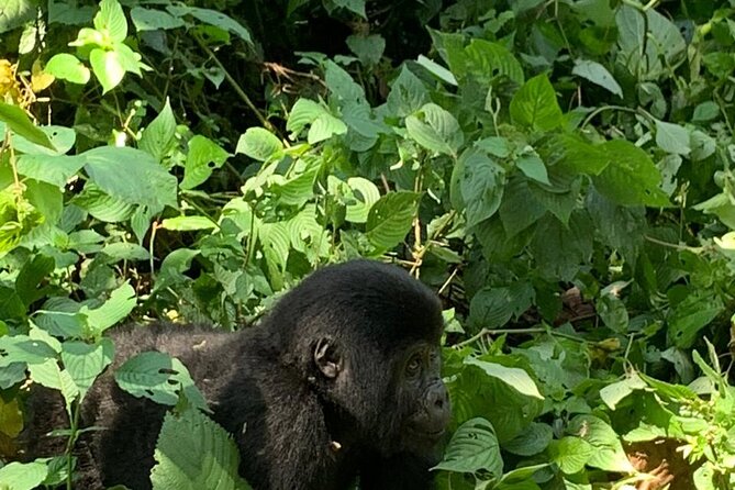 3 Days Uganda Gorilla trek Safari Tour - Why Bwindi makes this short safari worthwhile