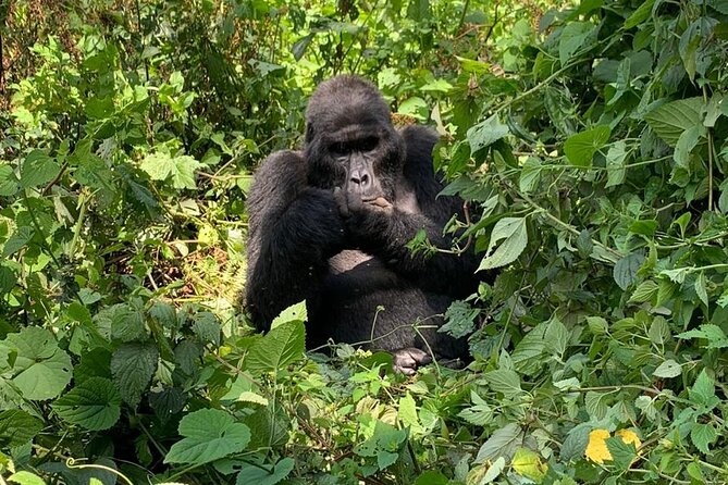 3 Days Uganda Gorilla trek Safari Tour - Day 2: The gorilla trek begins at 8:00 am