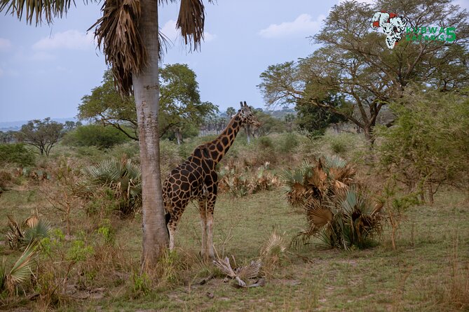 3 Days Wild Tour Queen Elizabeth National Park Safari Uganda - The long drive to Queen Elizabeth National Park