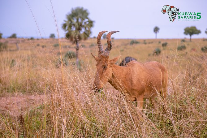 3 Days Wild Tour Queen Elizabeth National Park Safari Uganda - The Kazinga Channel cruise and its close animal encounters
