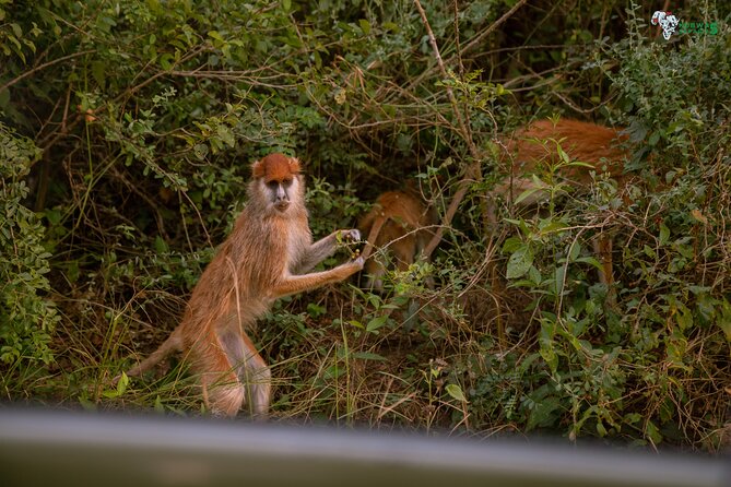 3 Days Wild Tour Queen Elizabeth National Park Safari Uganda - Transport, group size, and the value of a private tour