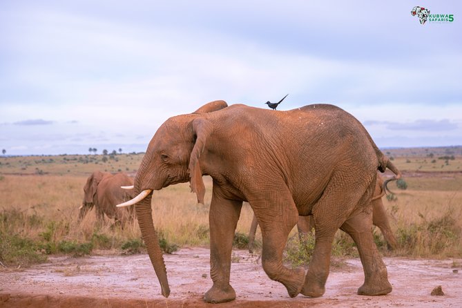 3 Days Wild Tour Queen Elizabeth National Park Safari Uganda - Arrival at Entebbe and the first night near Kampala