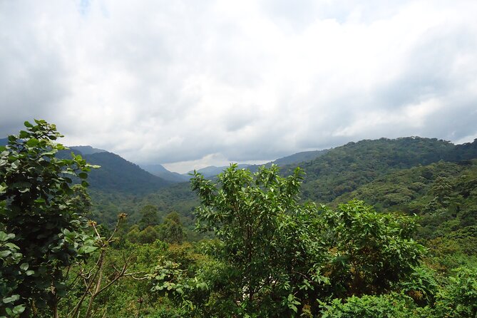 4-Day Gorilla & Chimpanzee Trekking Luxury Fly-in Tour in Uganda - Why this four-day safari works