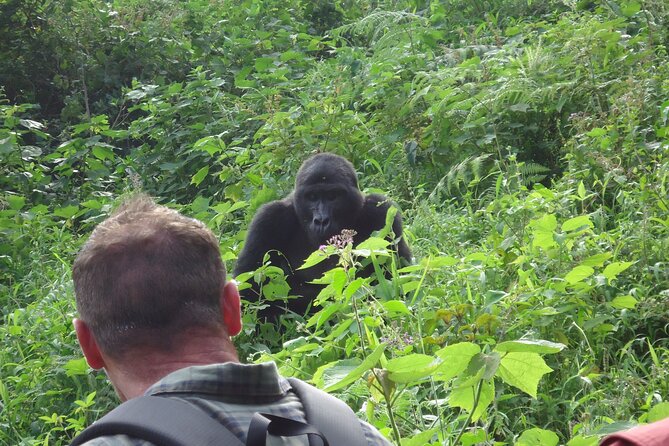 4-Day Gorilla & Chimpanzee Trekking Luxury Fly-in Tour in Uganda - Day 2: Ishasha breaks up the road to Bwindi