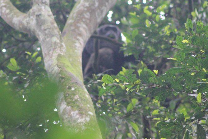 4 Day Gorilla Trekking & Golden Monkeys - Why this four-day Uganda tour is worth considering