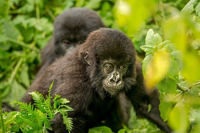 4 Day Gorilla Trekking & Golden Monkeys - Transport, group size, and the pace of the trip