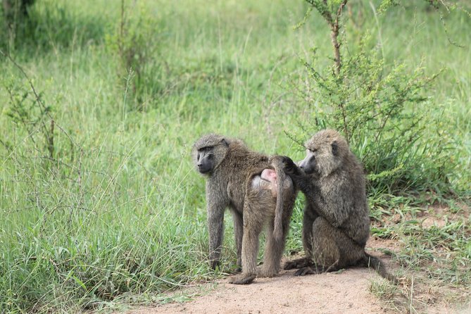 4 Day Gorilla Trekking & Golden Monkeys - Guide support and communication