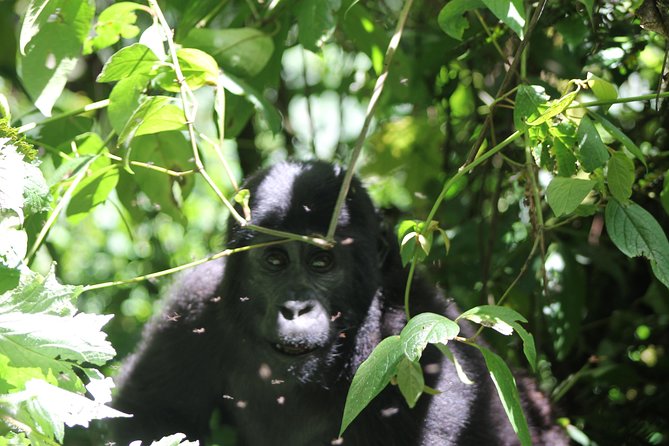 4 Day Gorilla Trekking & Golden Monkeys - Day 1: The eight-hour road to Bwindi Rushaga