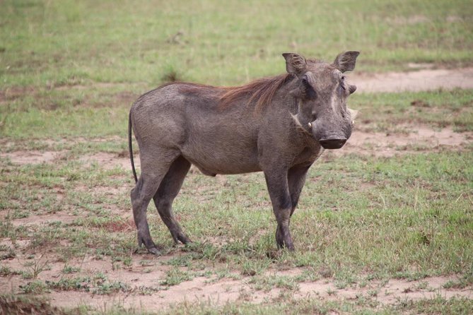4-Day Gorillas, Wildlife and Chimpanzee Trek at Kalinzu Forest - Four days from Entebbe to Uganda’s great apes