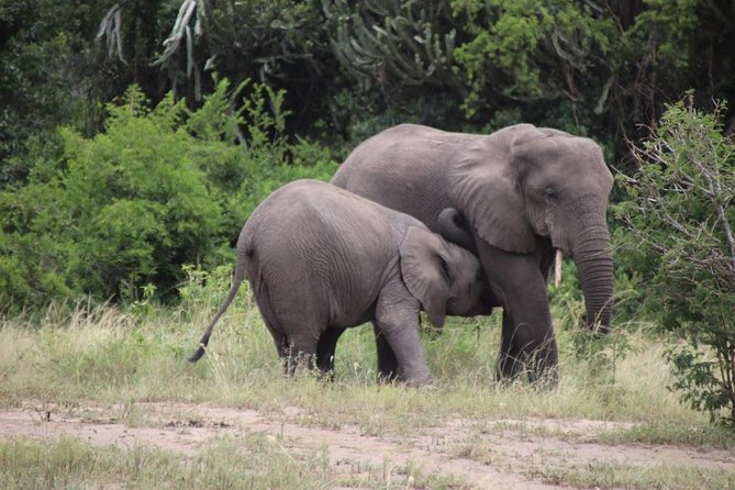 4-Day Gorillas, Wildlife and Chimpanzee Trek at Kalinzu Forest - Day four: chimpanzees in Kalinzu Central Forest Reserve