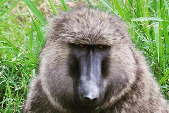 4 Day Gorillas, Wildlife and Chimpanzee Trek at Kibale - Day 1: Kampala or Entebbe to Kibale