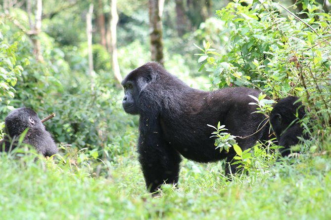 4 Day Gorillas, Wildlife and Chimpanzee Trek at Kibale - Day 4: The Bwindi gorilla trek