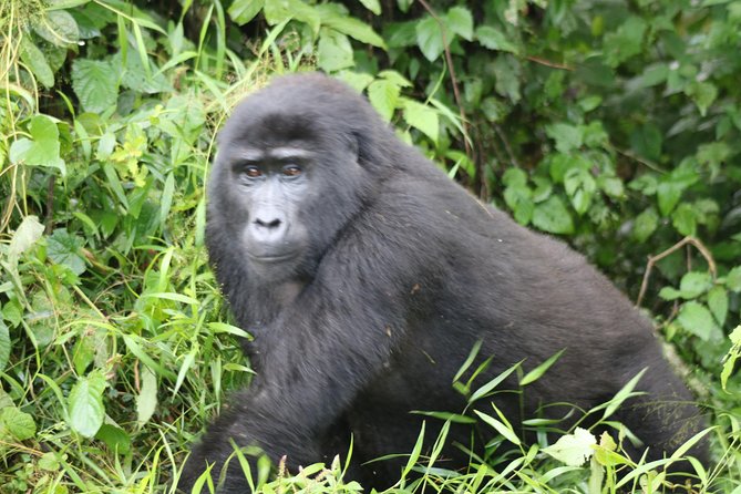 4 Day Gorillas, Wildlife and Chimpanzee Trek at Kibale - From Bwindi to Kigali after the gorillas