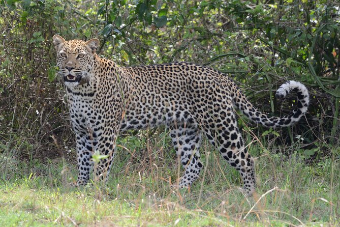 4-Day QENP, Gorillas in Bwindi and Lake Bunyonyi relaxation - The guide and vehicle details worth confirming