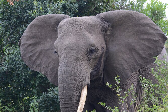 4-Day QENP, Gorillas in Bwindi and Lake Bunyonyi relaxation - Day 3: Leaving Queen Elizabeth for Lake Mburo