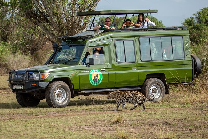 4-Day QENP, Gorillas in Bwindi and Lake Bunyonyi relaxation - Day 4: A final game drive and a long return